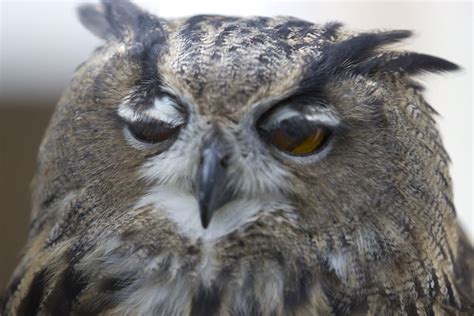 Sleepy Owl Flickr Photo Sharing