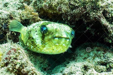 Porcupine Puffer Fish In Coral Reef Borneo Stock Image Image Of