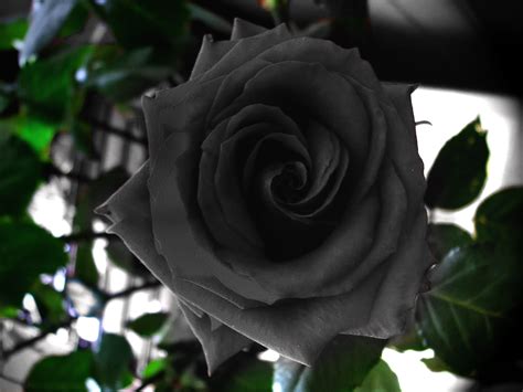 Black Rose Black Roses Photo 23860983 Fanpop