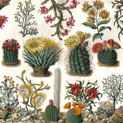 Cactus Drawing 1902 Floral Illustrations Vintage Cactus Cactus