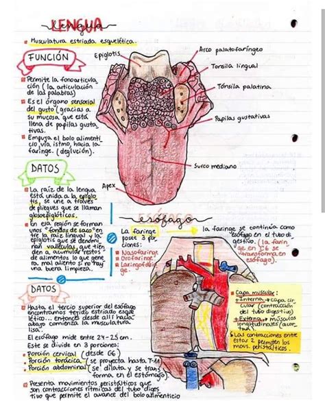 Lengua Anatomía De La Lengua Libros De Anatomia Cosas De Enfermeria