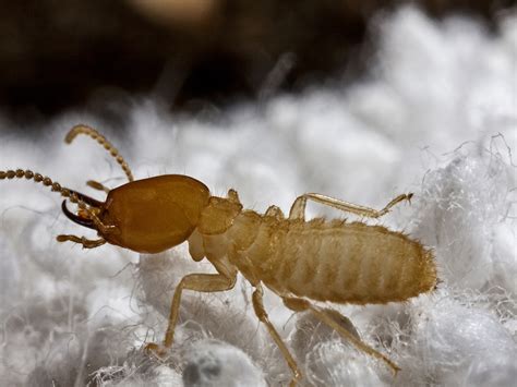 State Termite Hawaii Termites Info