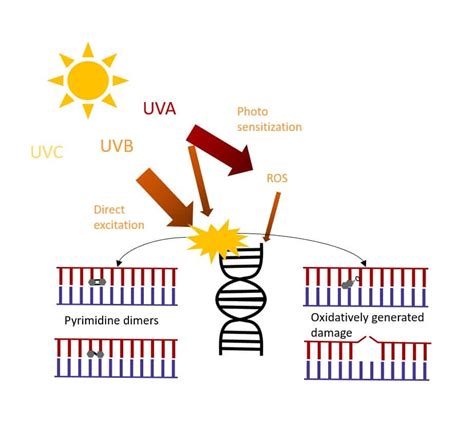 How Uv Light Damages Dna A Quick And Easy Guide