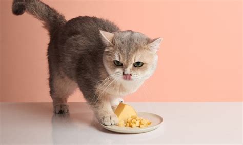 Can Cats Eat Cheese Everything You Need To Know Bechewy