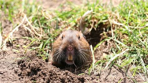 Learn How To Get Rid Of Moles And Gophers In Your Yard Without