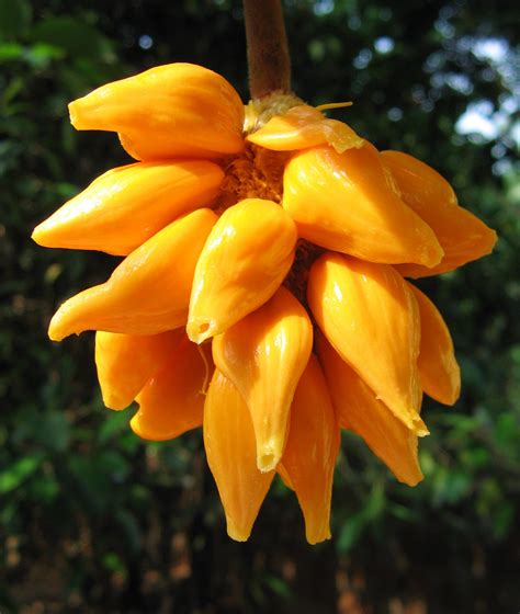 Anjili Chakka Artocarpus Hirsutus The Wild Jack Fruit Of Kerala A