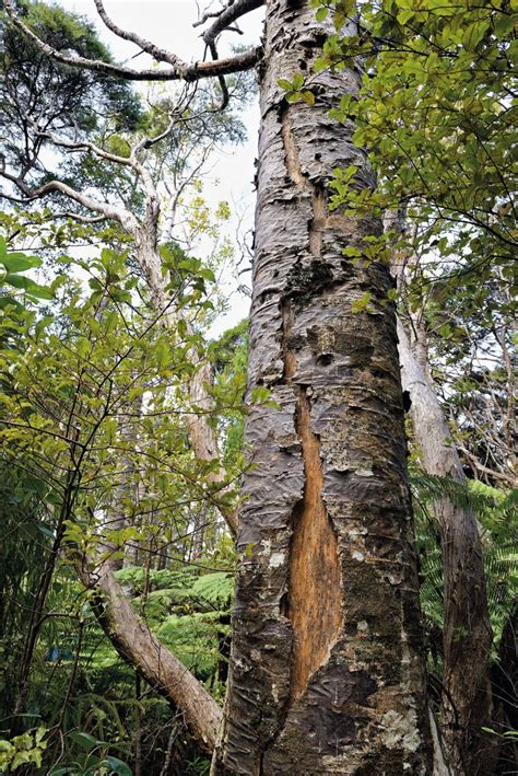 The Future Of Our Forests New Zealand Geographic