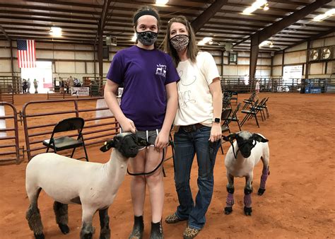 4-H Livestock Show modified for safety | Mississippi State University