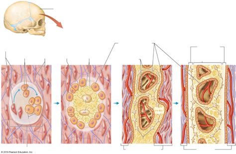 Intramembranous Bone Formation