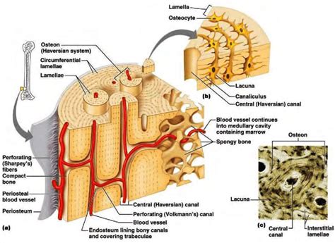 2 Microscopically Structure Of Cortical Bone A 3d Sketch Of Cortical