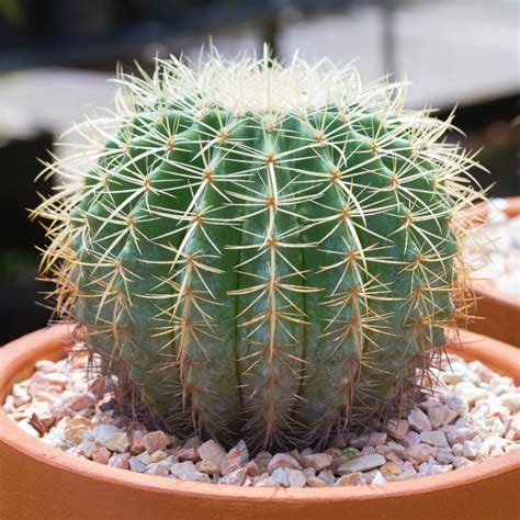 Barrel Cactus Indoors Echinocactus Species Mygardenlife