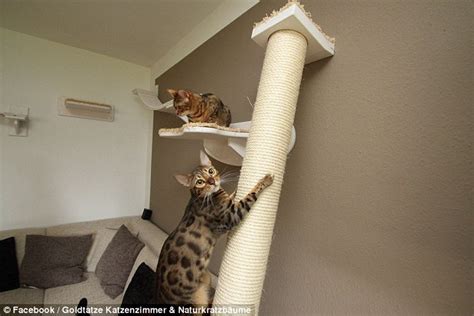 Goldtatze Cat Furniture That Hangs From Your Walls And Ceilings Daily