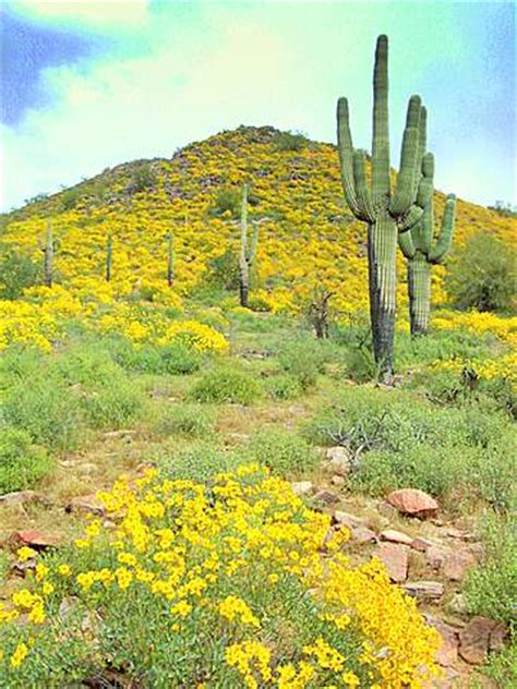 Ideal xeriscape plant in phoenix. Arizona Wildflowers, Mesa area