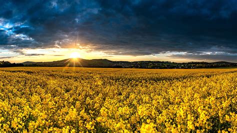 Yellow Rapeseed Field During Sunrise Flowers Hd Wallpaper Peakpx