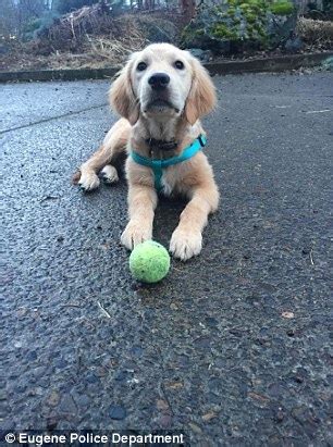 Maybe you would like to learn more about one of these? Oregon Golden Retriever puppy rescued after left abandoned | Daily Mail Online