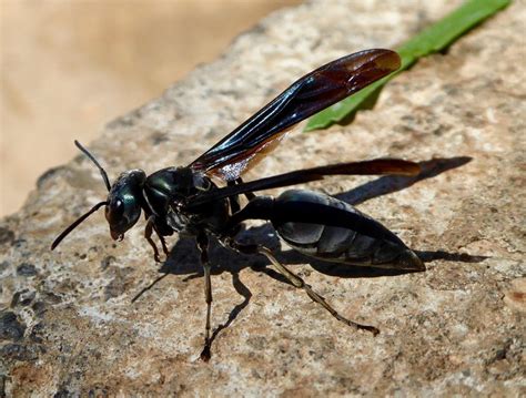 Warrior Wasp Black Dressed Soldier Bees And Wasps Arachnids Entomology Fauna Alien