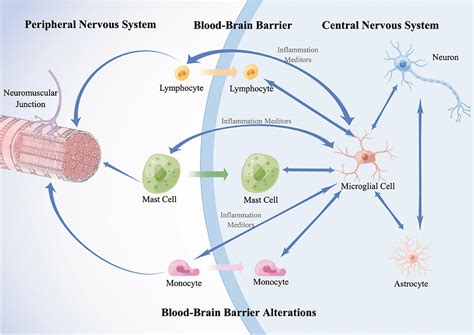 Frontiers Neuroimmune Crosstalk Between The Peripheral And The