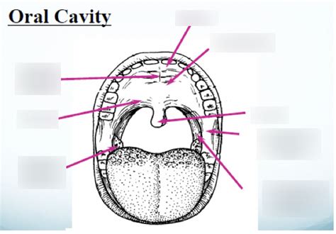 Oral Cavity Anatomy Diagram Quizlet