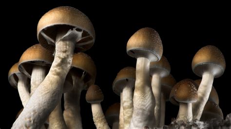 Are Mind Altering Psychedelic Drugs — Like Magic Mushrooms