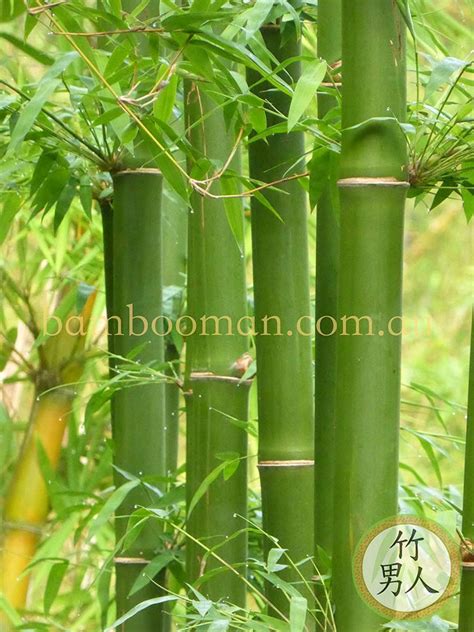 Bambusa Nana Thai Beauty Bamboo Whitsunday