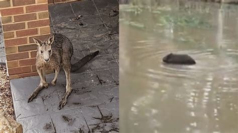 How To Help Vulnerable Animals Affected By Victoria Floods