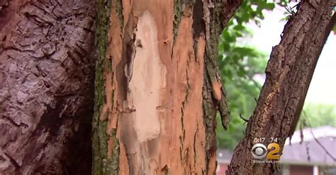 Oak Wilt Fungus Spreads To Oak Trees In New York City Area Cbs New York