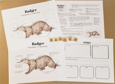 Badger Anatomy And Facts Lesson Plans Homeschool Etsy