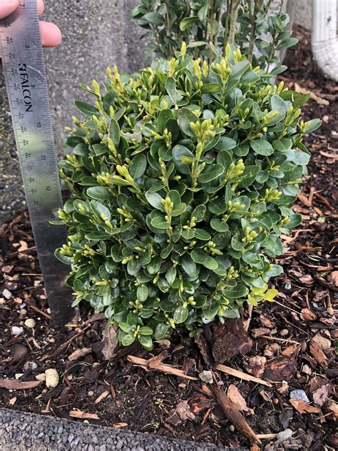 3 Dwarf English Boxwood Shrubs For Sale In Fircrest Wa Offerup