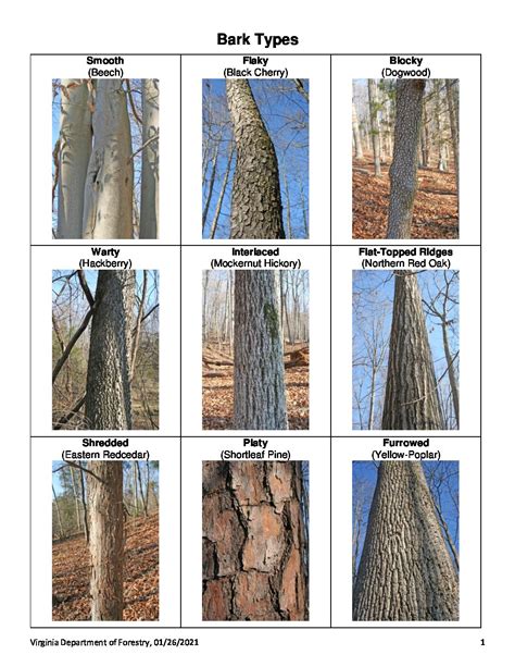 Tree Bark Identification Chart