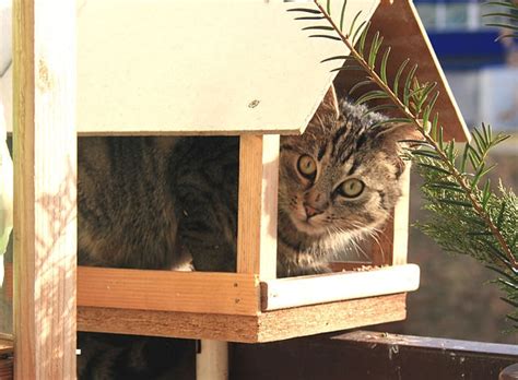 How To Keep Wild Birds Safe From Your Cat