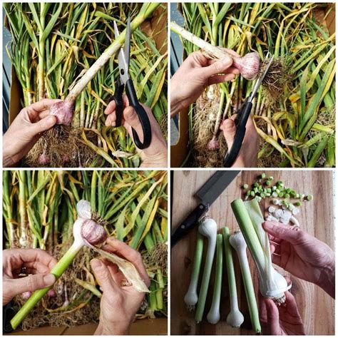 Green Garlic What Is It Plus 7 Ways To Use Or Preserve It Homestead