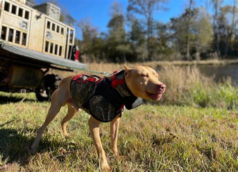 Catch Dog Vests Southern Cross Cut Gear