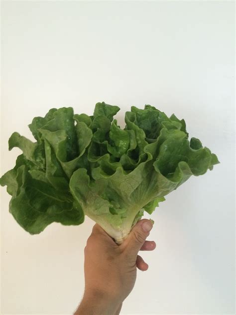 Learn Your Lettuces An Overview Of Organic Lettuce Types