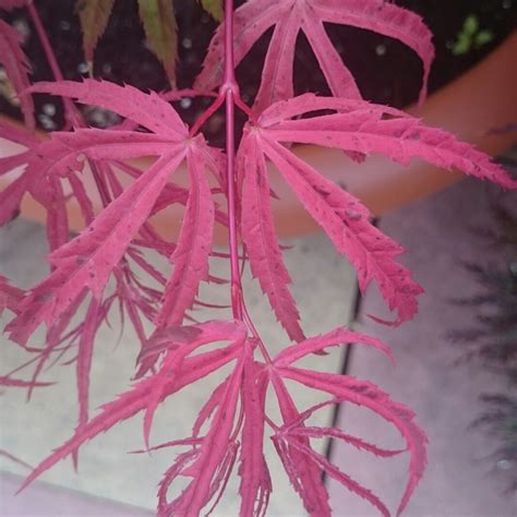 Acer Palmatum Pink Passion Japanese Maple Pink Passion In