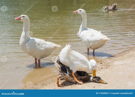 Three Ducks Having Sex On The Beach Stock Image Image Of Beach Lake 71659833