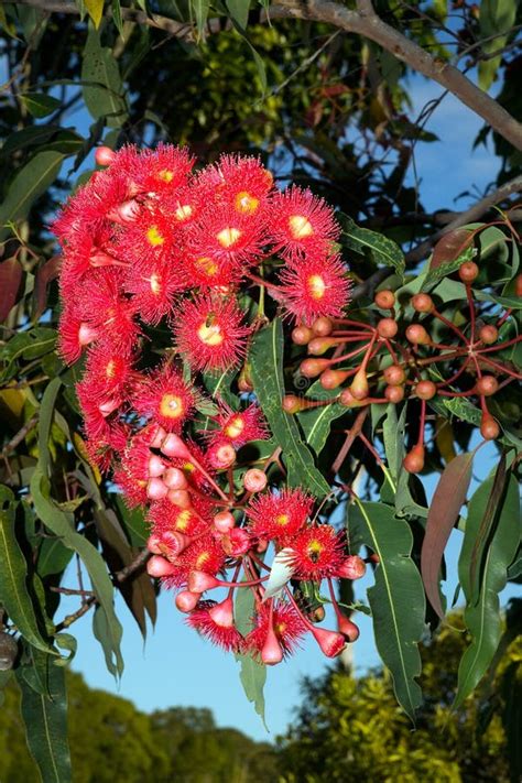 Red Gum Tree Flowers Stock Photo Image Of Nectar Masses 3855322