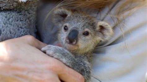 This Baby Koala Is Being Hand Raised By Humans National News