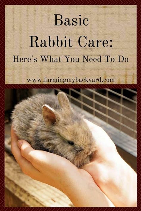 Basic Rabbit Care Heres What You Need To Do Rabbit Care Pet Rabbit