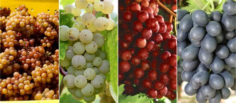 15 Types Of Grapes To Know Eat And Drink Food Republic