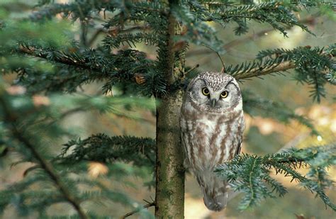 Owl In Tree Photograph By Panoramic Images Fine Art America