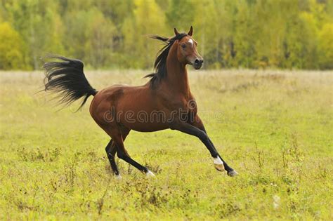 Bay Arabian Horse Runs Gallop Stock Image Image Of Wild Male 17084129