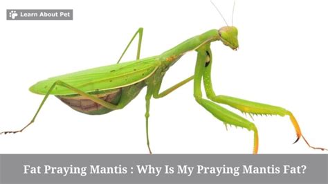 The Voracious Appetite Of The Pregnant Mantis Adopt And Shop