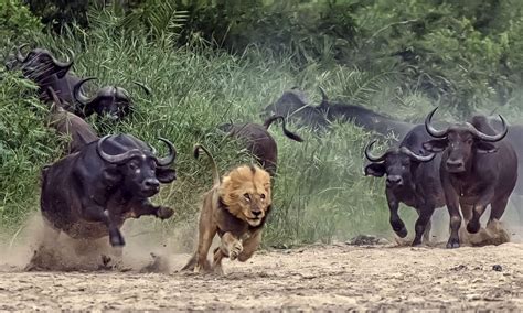 Hunter Becomes The Hunted As Not So Fierce Lion Is Forced To Flee With