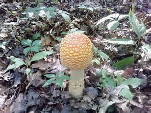 Michigan Mushroom Photos