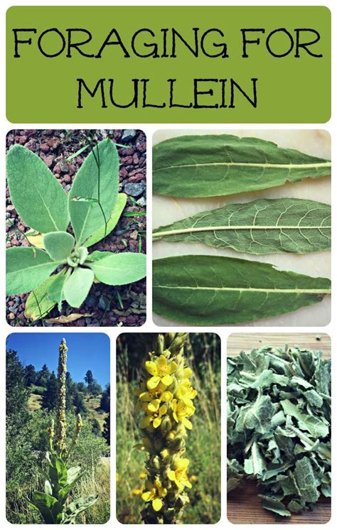 Foraging For Mullein Medicinal Plants Medicinal Weeds Edible Wild