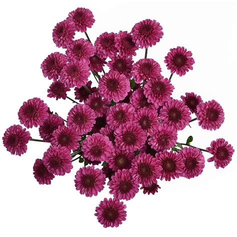 They would also look cute in a girls bedroom year round. Pom - Delirock Purple - Pick-up Flower Catalog