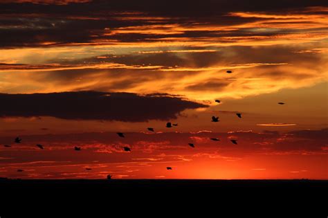 Sunset Birds Heaven Free Photo On Pixabay Pixabay