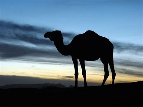 Check spelling or type a new query. .: CAMELLOS Y DROMEDARIOS
