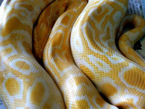 Yellow And White Snake Animal And Insect Photos Kates