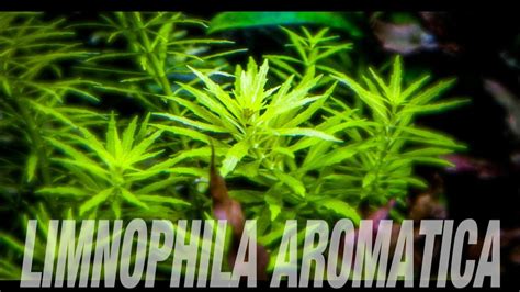 Aquarium Plants Limnophila Aromatica Mini Youtube